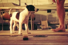 Bordhund%20Wega
